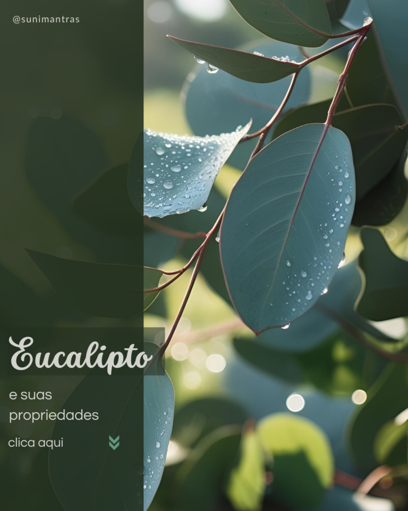 hortela-1080-x-1350-px-3-819x1024 Eucalipto